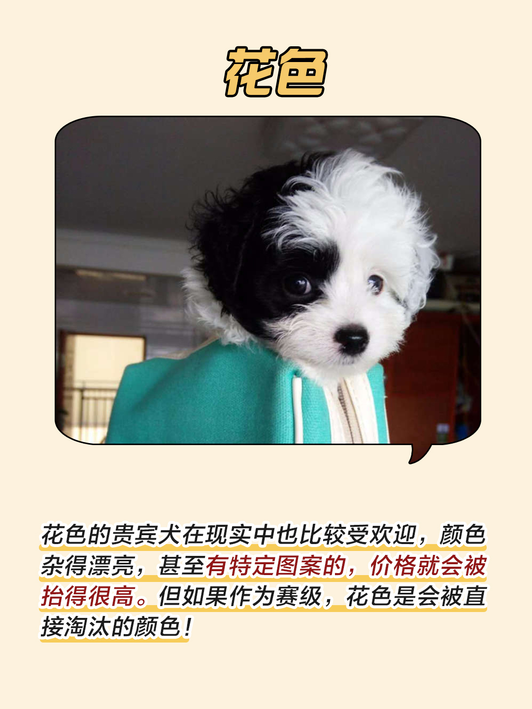 贵宾犬颜色哪个最好,贵宾犬颜色