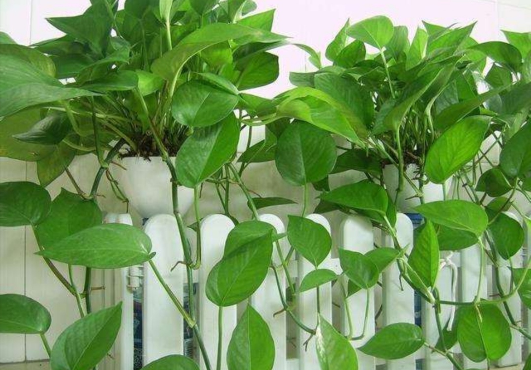 绿萝是很好养活的植物,绿萝的正确浇水方法你做对了吗