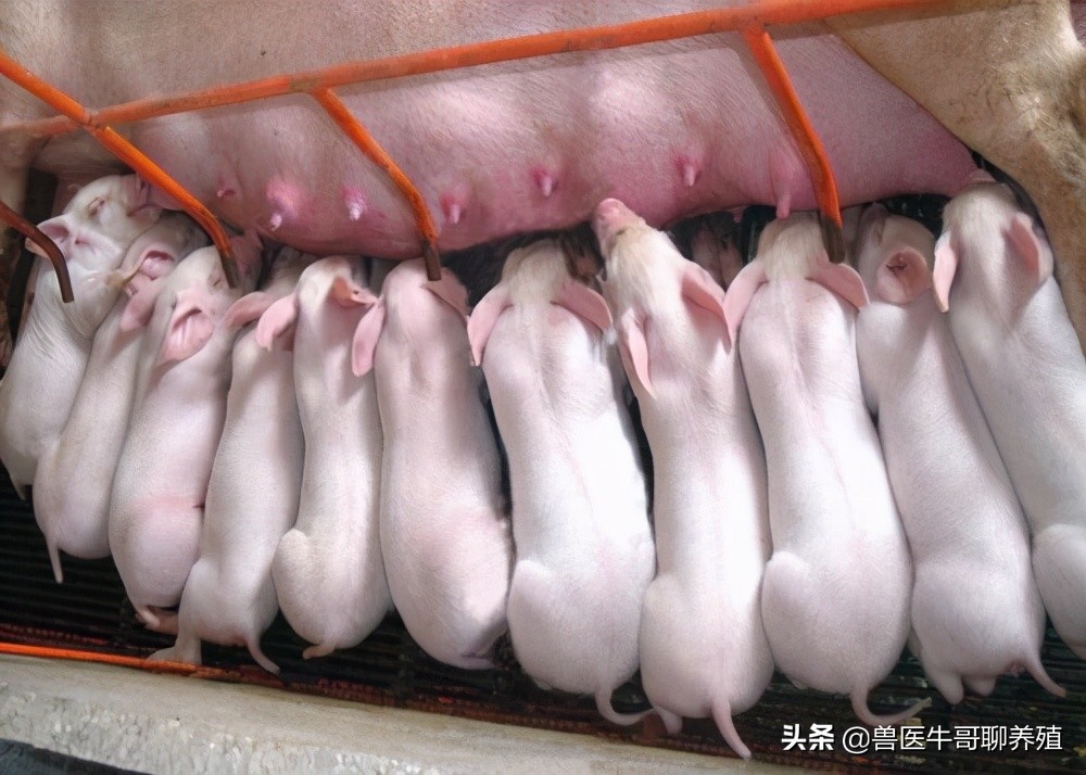 母猪下崽慢,母猪生小猪好慢是怎么回事