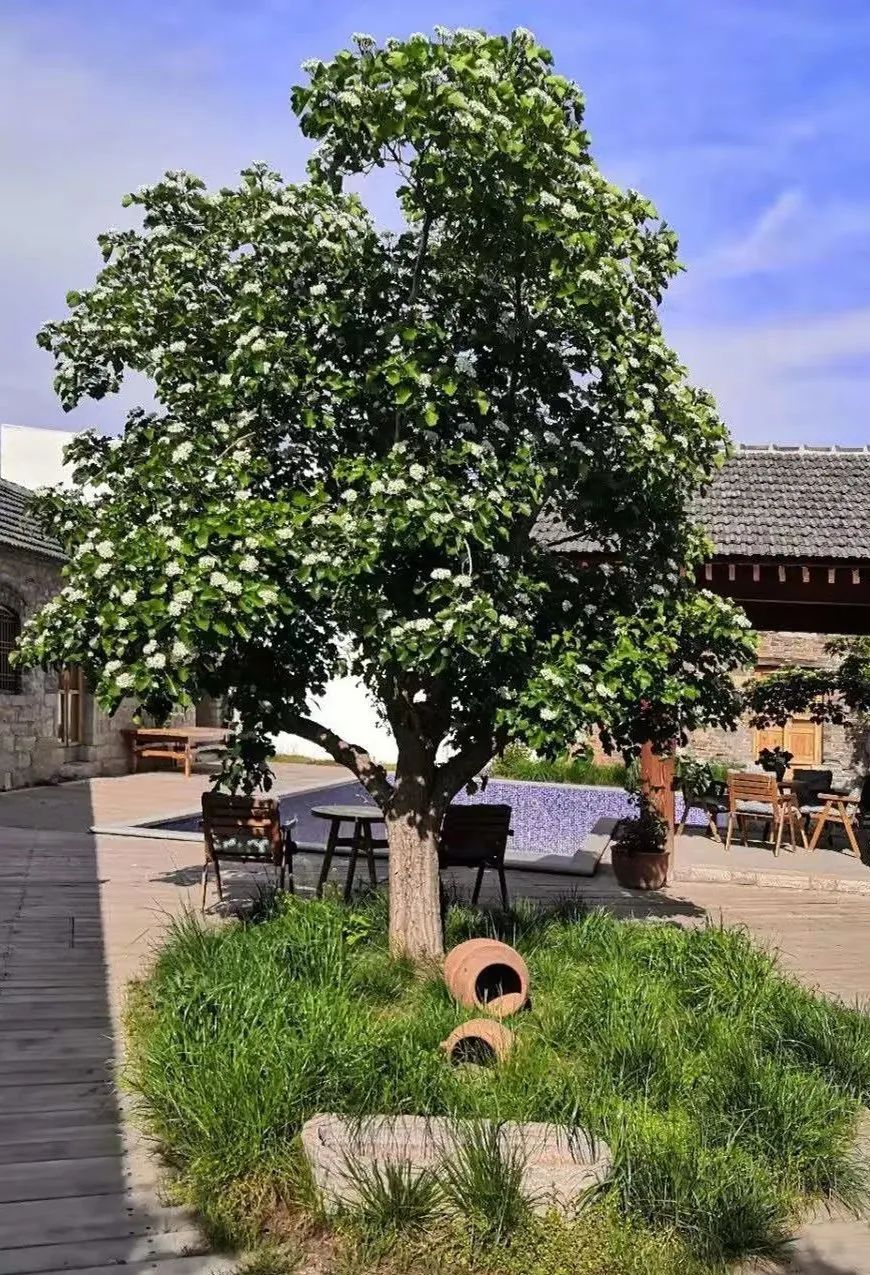 住在春天民宿,住在春天里这些民宿快收藏