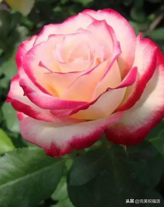 999玫瑰惊喜,999朵玫瑰生日礼物