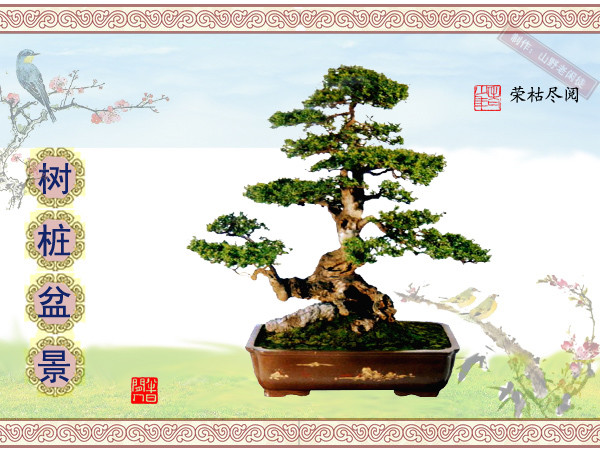 鏍戞々鐩嗘櫙楂樻竻鍥剧墖,姒旀鐩嗘櫙鏍戞々