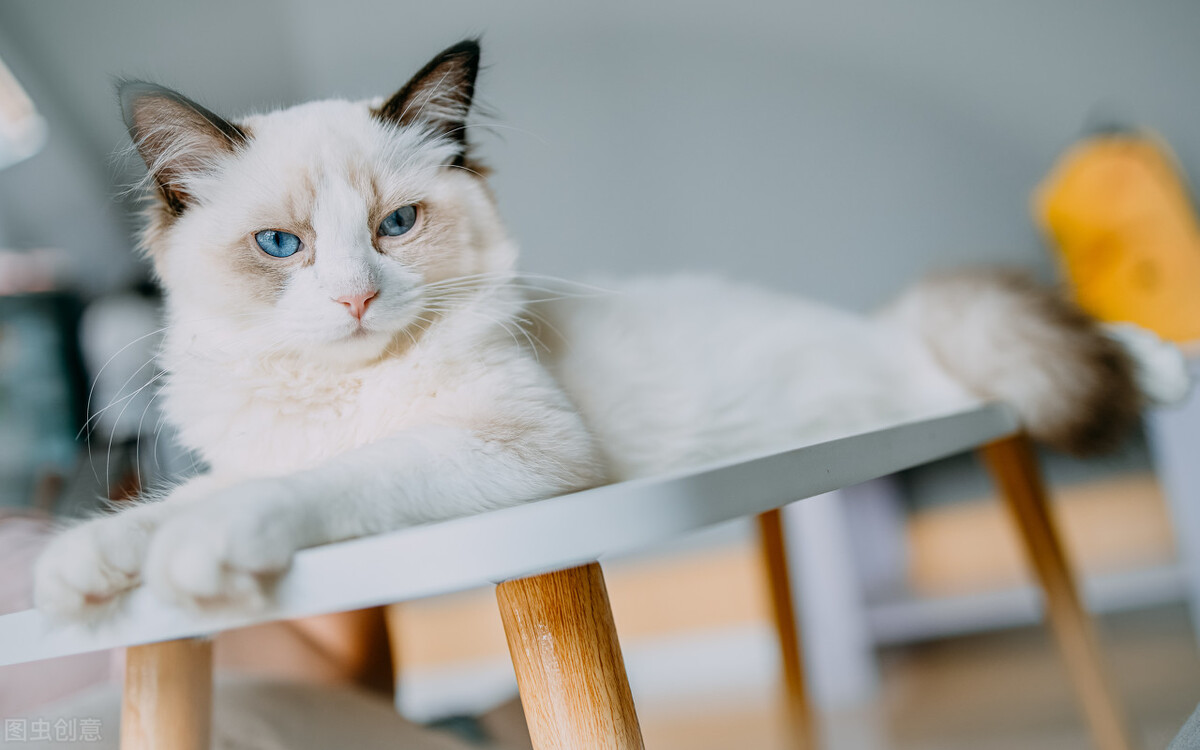 布偶猫有多好玩,布偶猫的十大优点是什么