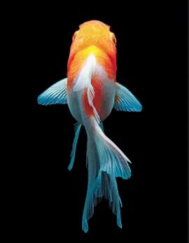 兰寿金鱼疾病预防与治疗,金鱼养殖与疾病治疗