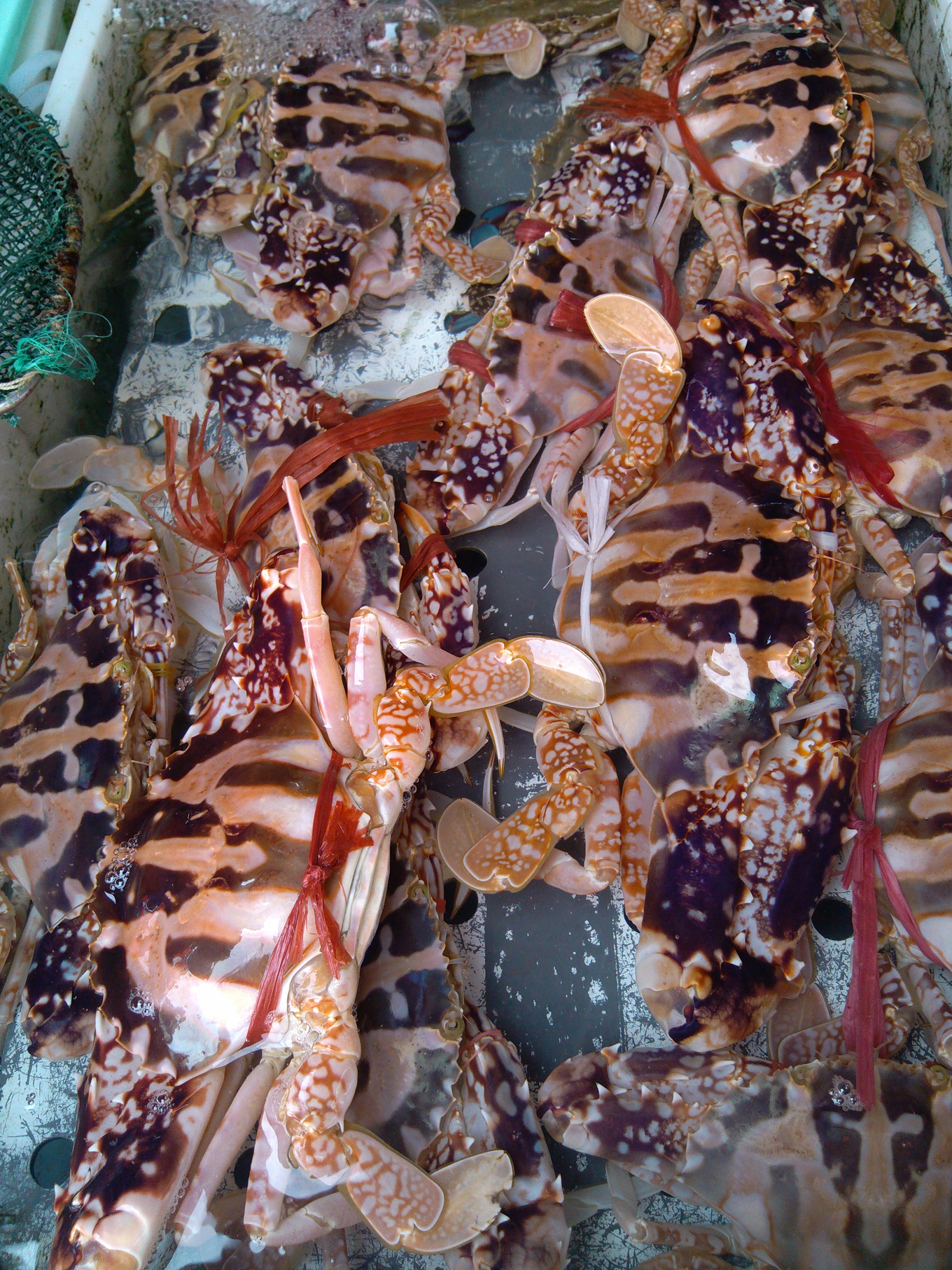 珠海石景山公园攻略,珠海澳门环岛游时间表