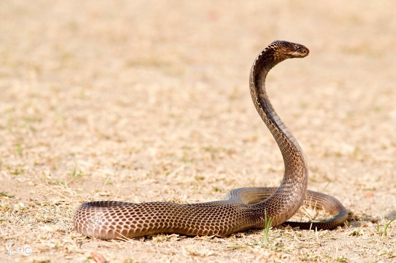 探索科学神秘地带,带你了解世界公认的最毒蛇——内陆太攀蛇