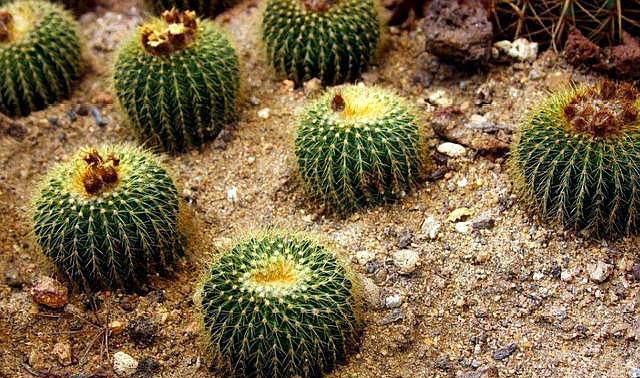 养花不捡垃圾是不可能的视频,养花没有蜂窝煤用什么代替比较好