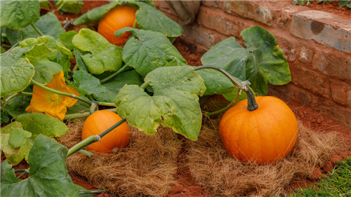 切尔西花展举办,2020年切尔西花展抢先看