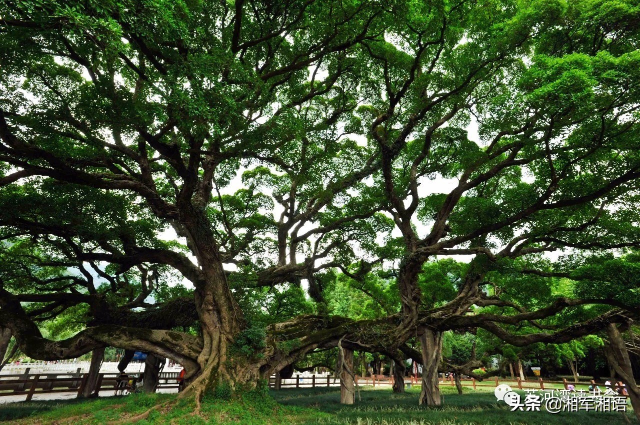 三棵树三生石艺术漆价格,三棵树三生石艺术涂料