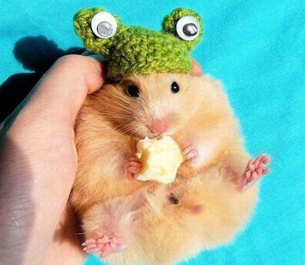 仓鼠贪吃是本性，除此之外吞噬能力与颜值远超噬元兽