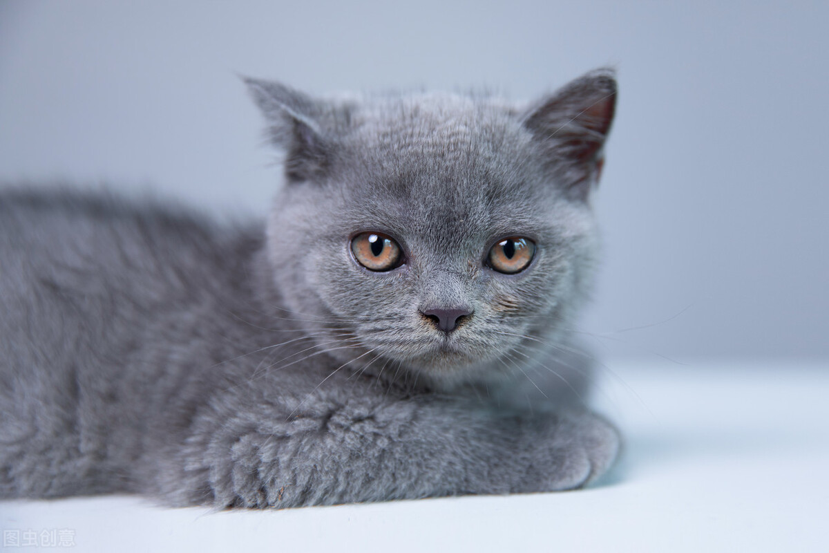 英国短毛猫价格一般多少钱,英国短毛猫成年多少斤