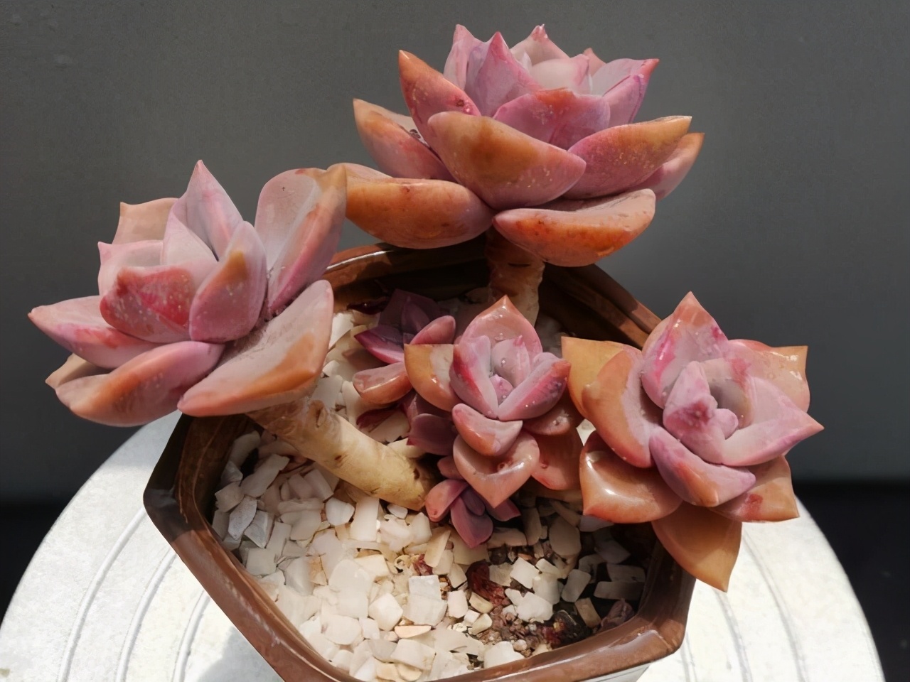 紫乐多头群生云南露养多肉植物 (多肉彩虹糖紫乐鉴定)