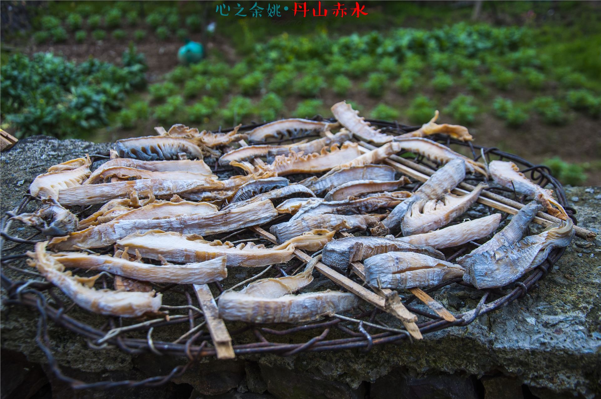 丹山赤水的老柿林景区,丹山赤水柿林古村