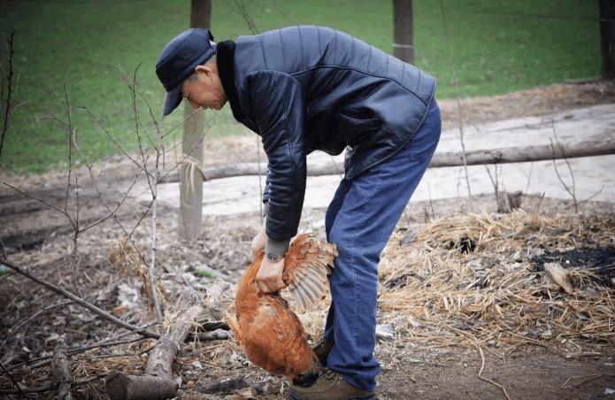农村老规矩：“母鸡学公鸡叫，立刻要杀掉”，这种说法从何而来？