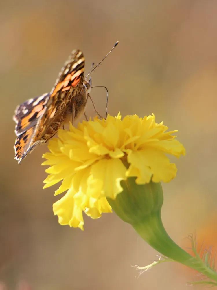 *疆新**的蝴蝶，惊世骇俗