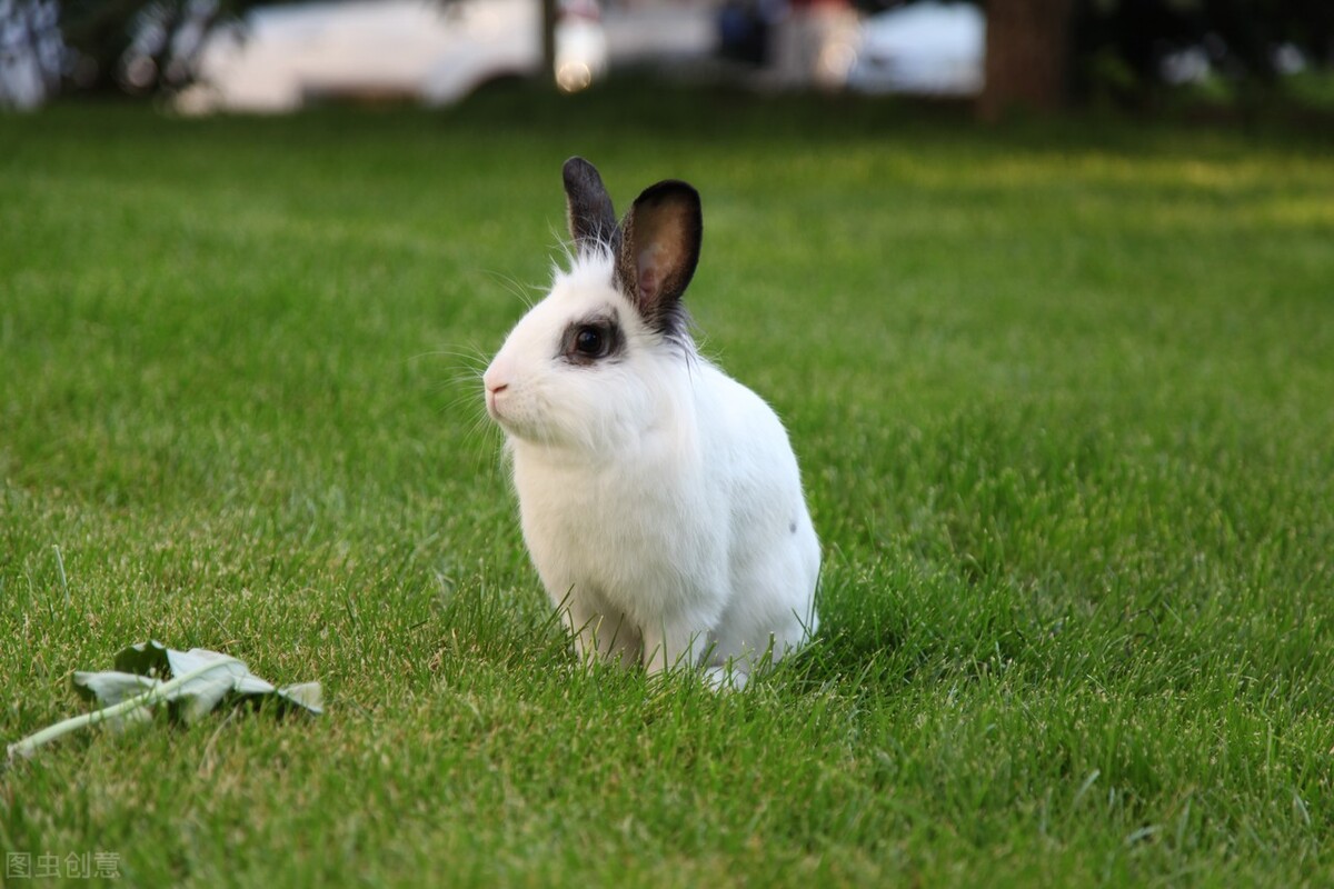 兔子咬伤有发病案例吗,兔子打架被咬伤怎么处理