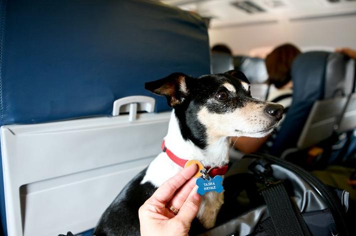 律师谈金毛siri托运途中死亡,如何看待金毛siri被托运死