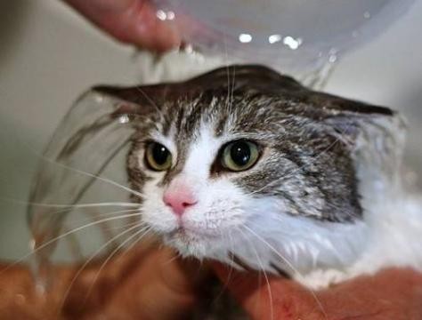 幼犬洗澡后呕吐拉稀,小猫洗澡后呕吐怎么回事