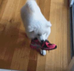 别再说笼养狗狗不好了,小恶魔萨摩耶