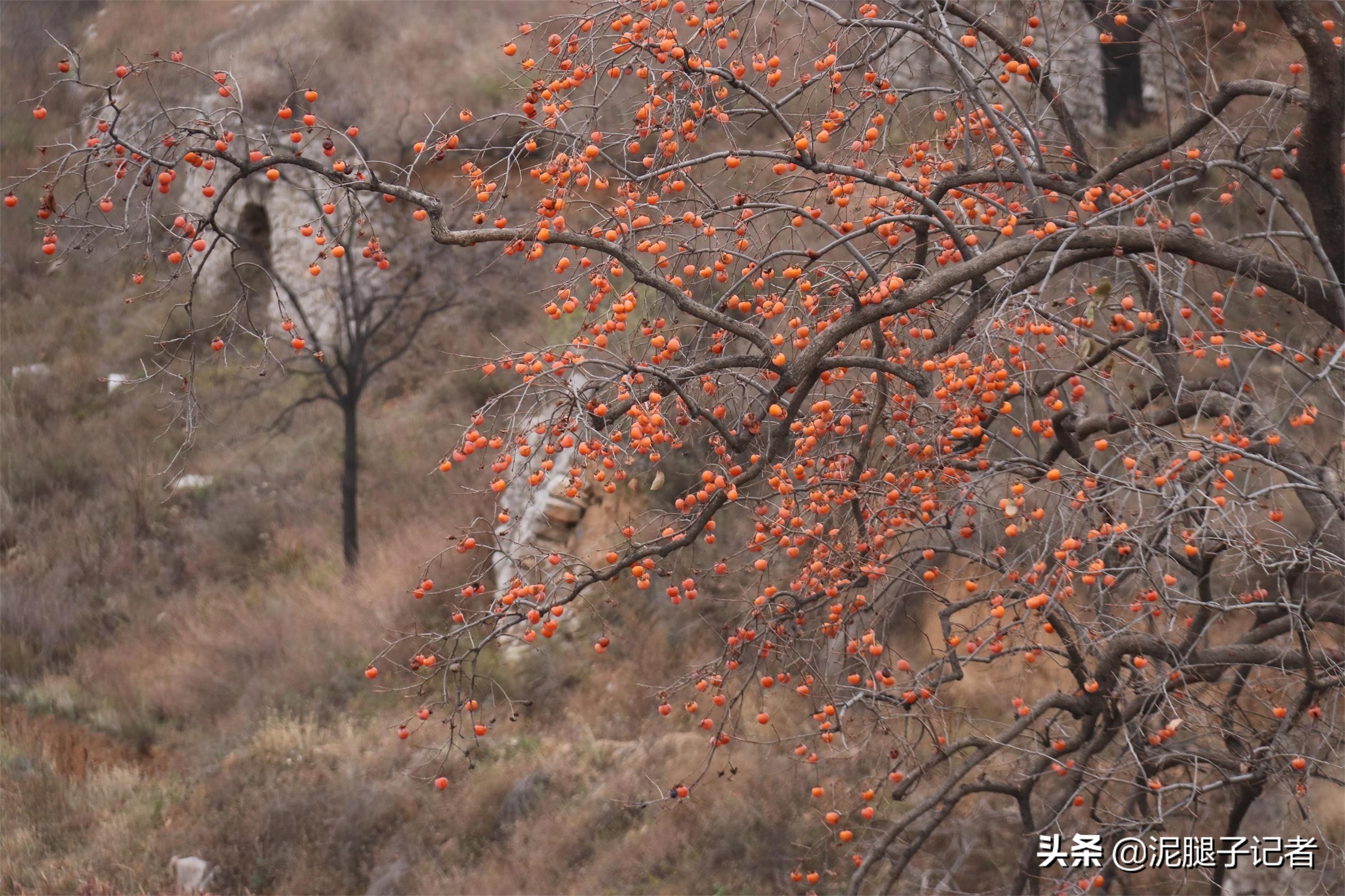 深山老屋无人采摘柿子,柿子红透了却无人采摘