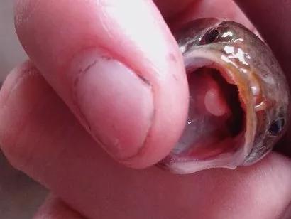 “无耻”食舌虱：一生只为硬给鱼个新“舌头”！它的危害有多大？