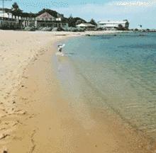 比柯基短腿好看的狗,和柯基杂交的狗狗都是小短腿吗