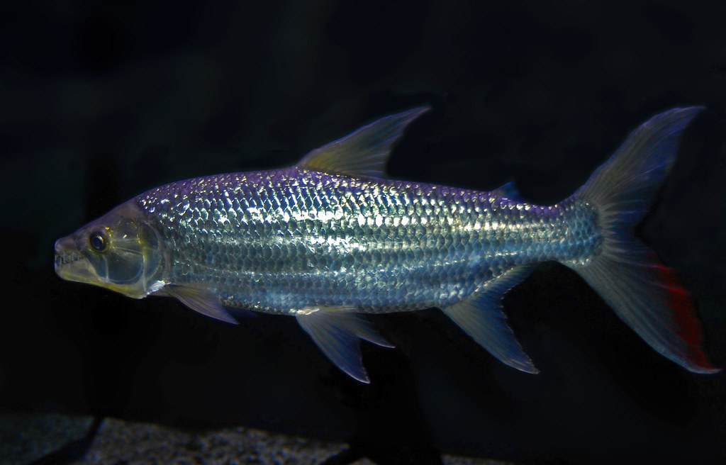 极具攻击性的观赏鱼有哪些,常见的攻击性强的观赏鱼