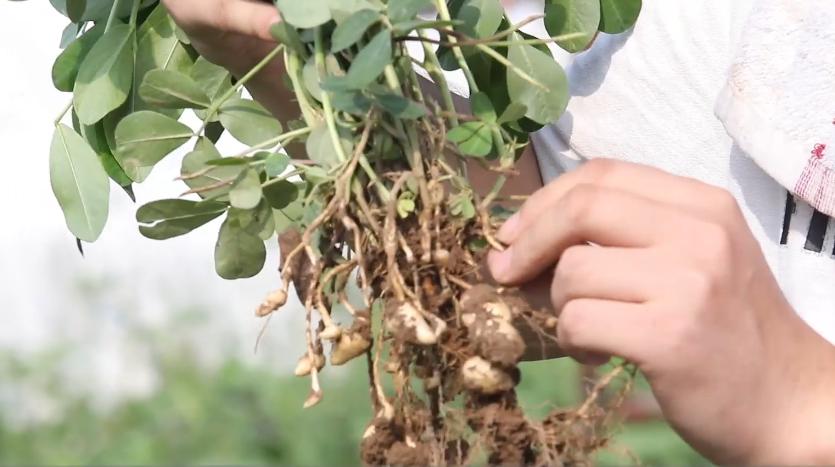 种花生时钙镁磷怎么施,花生什么时候补钙最合适