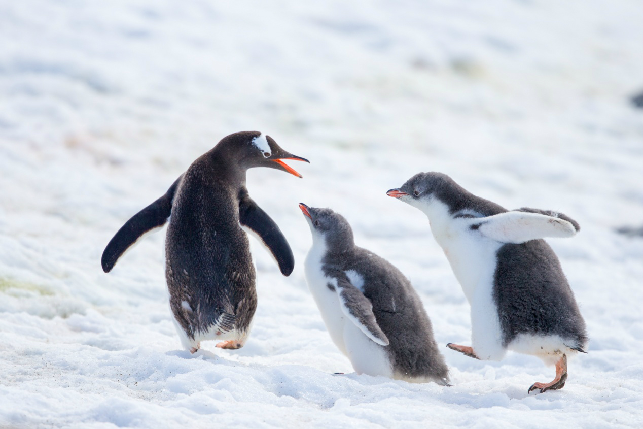 生态摄影师相机,生态摄影著名摄影家