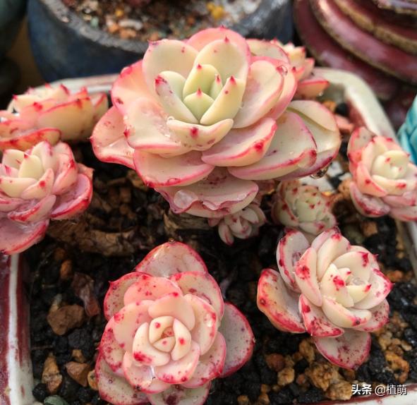 奶油黄桃怎么养出状态,奶油黄桃怎么单头变多头