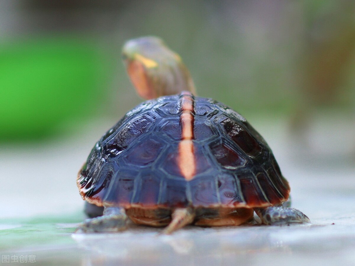 黄缘龟怎么养好,黄缘龟可以和陆龟一起养吗