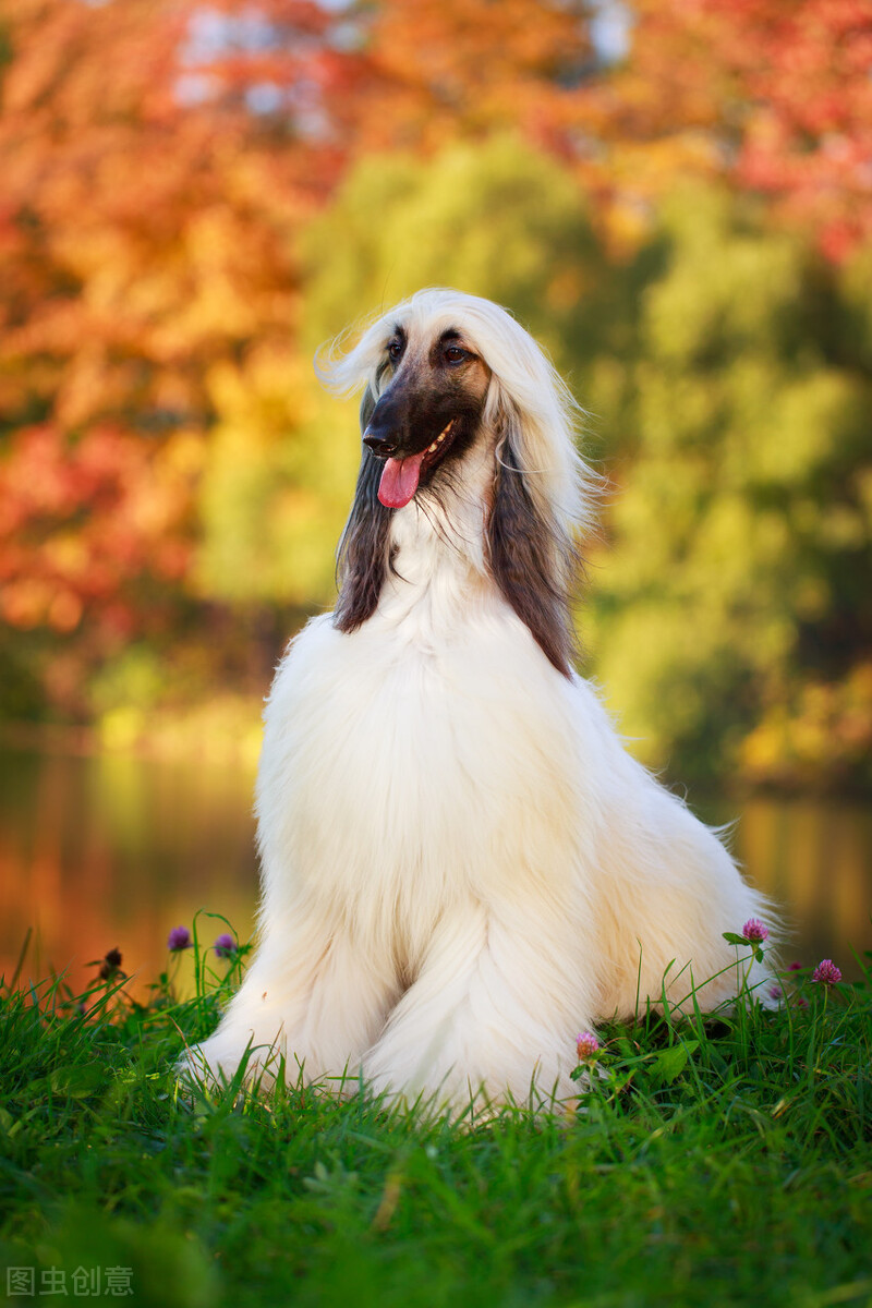 东方美犬,东方美狗狗