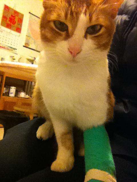 猫咪突然四肢不协调一条腿瘸了,猫咪四肢突然发直然后软