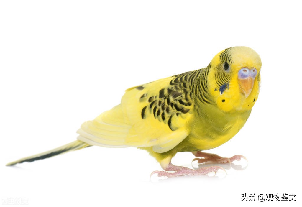 虎皮鹦鹉好动是公的吗,虎皮鹦鹉的习性是什么