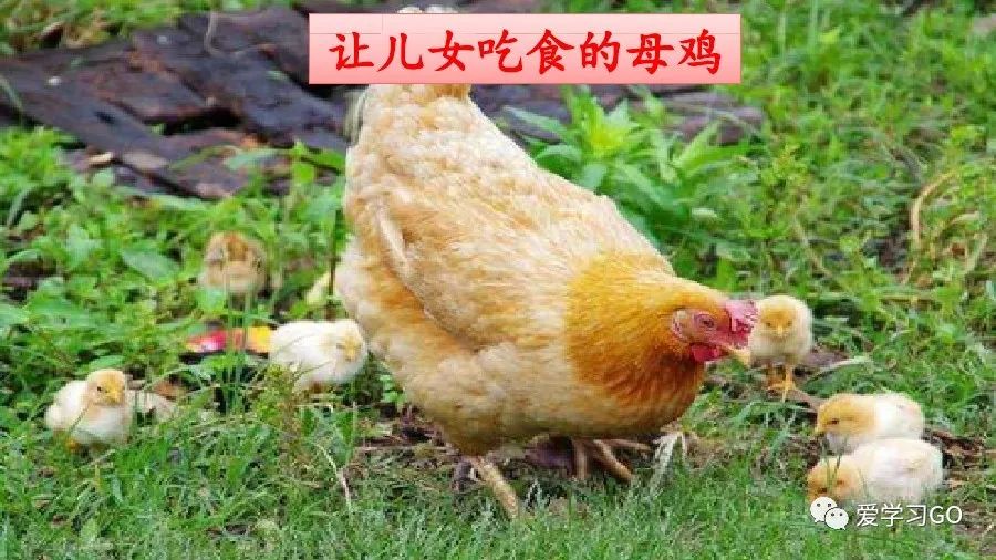 部编版四年级下册15课白鹅解析,部编版四下语文第13课母鸡预习