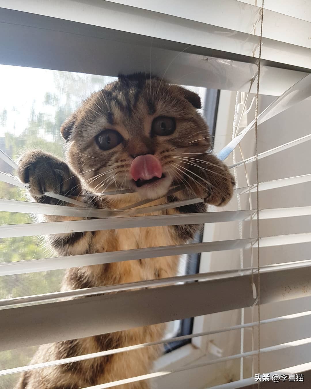 铲屎官你了解这些猫咪的冷知识吗,猫咪的舌头上为什么有刺有危害吗