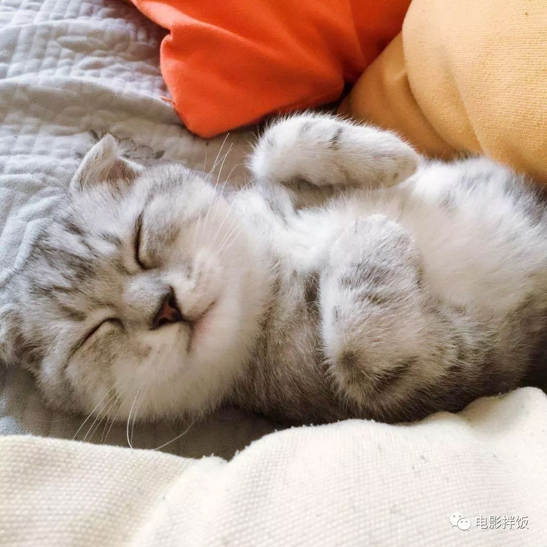 新手养猫注意事项以及幼猫到新家,新手养猫养什么猫又便宜又好养