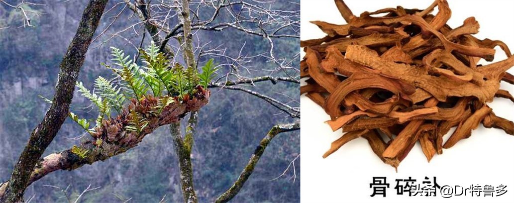 骨折了吃什么草药恢复的快,骨折只愈合一半怎么办