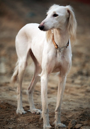 狗狗知识大全100条,狗狗知识百科大全巴哥