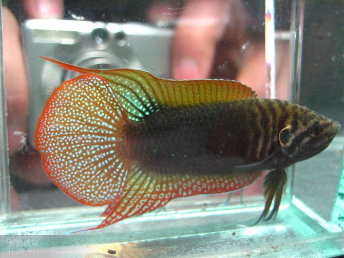 圆尾斗鱼怎么养出状态,中国斗鱼圆尾斗鱼