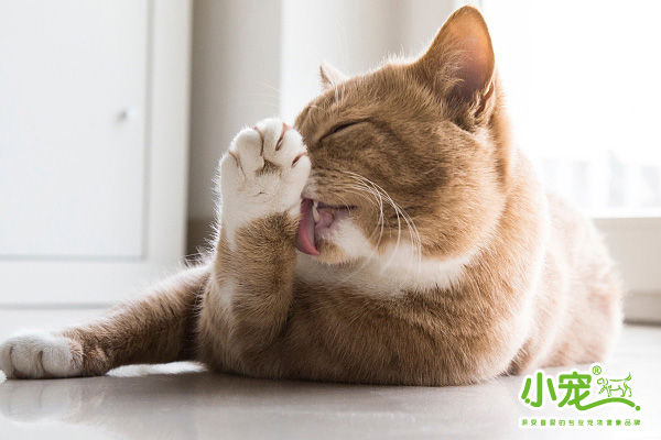 狗狗/猫猫，到了发情期，该怎样帮它度过？