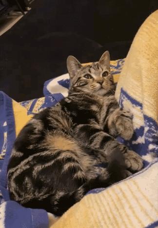 橘猫被抓警察局,肥猫被警察带走判刑