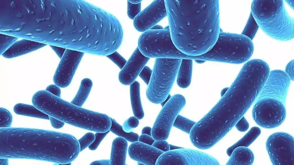 乳酸菌如何激活免疫系统,乳酸菌可以激活身体免疫系统