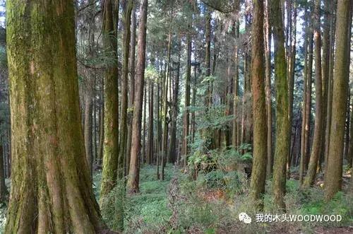 「树种介绍」软木中的贵族——日本桧木