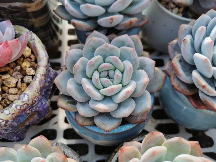 我和多肉,我与多肉