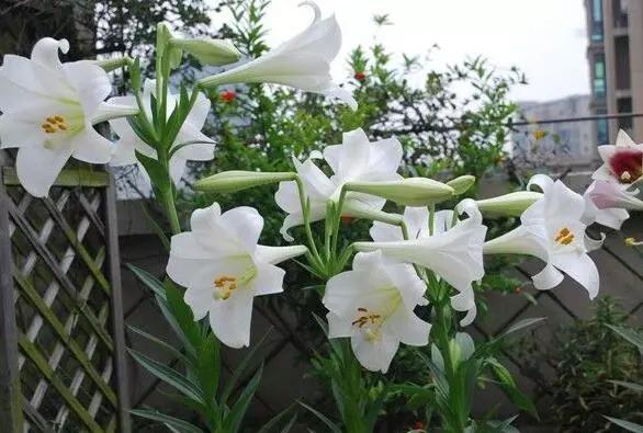 冬季养百合的养殖方法和注意事项,如何让水养百合尽快开花