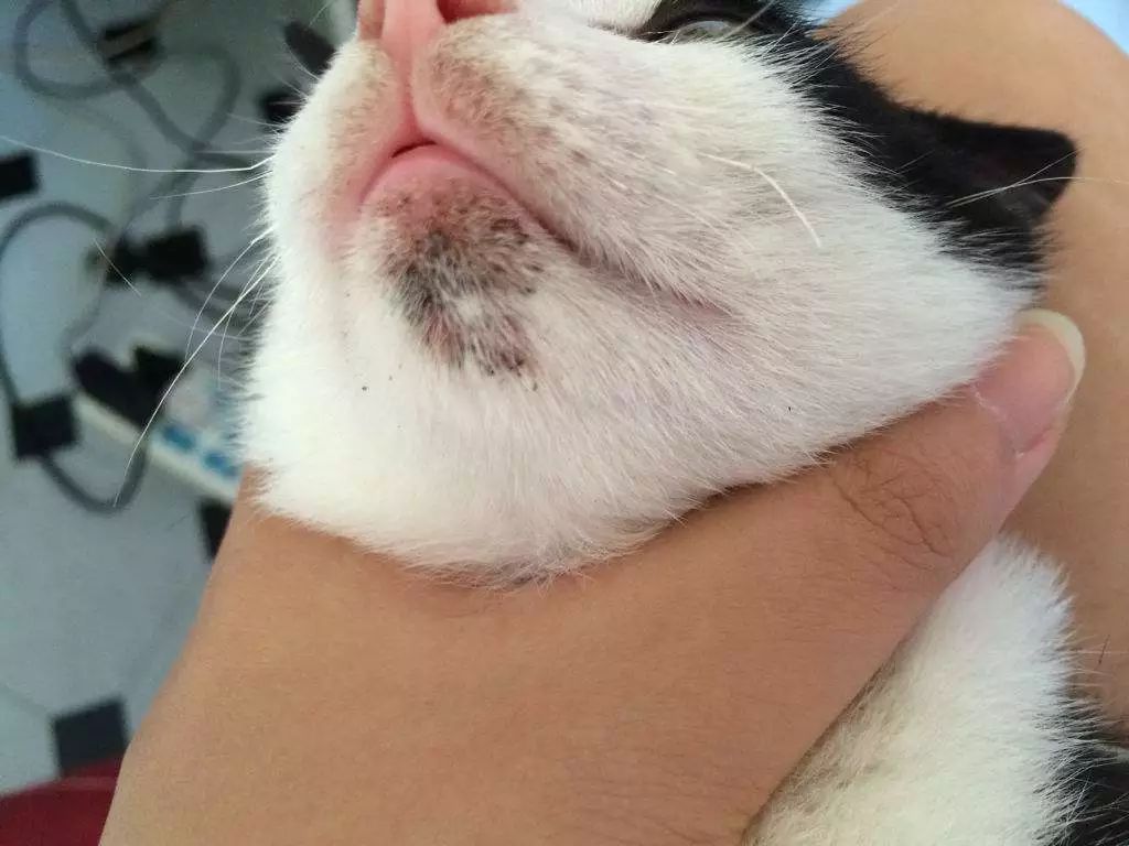 狗能吃含有牛磺酸的食物,狗吃猫粮会有什么后果