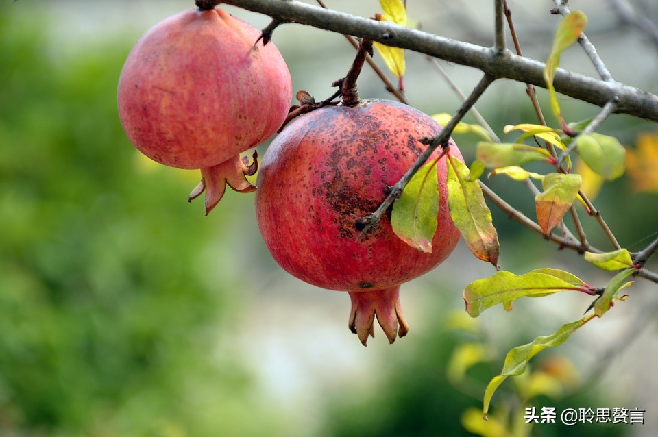 有关石榴的诗词,石榴树诗词