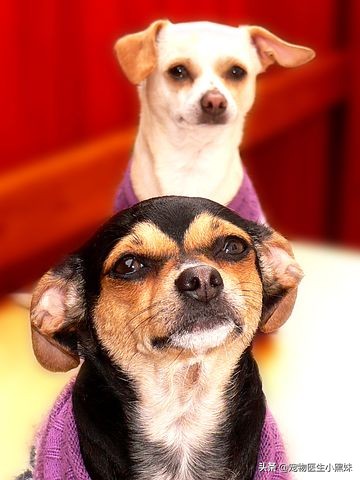 注射了狂犬疫苗被狗咬有没有事,狗狗狂犬疫苗注射部位脱毛