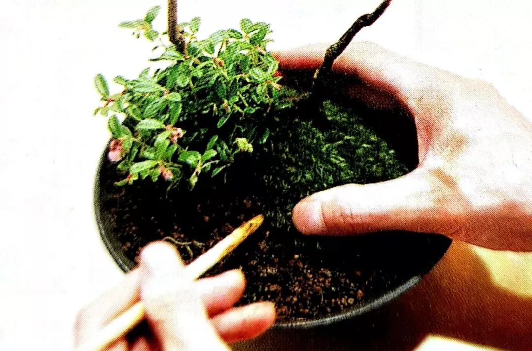盆景制作方法与技巧,盆景制作小技巧